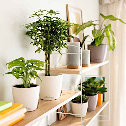 A Cachepot-Planter for Every Place